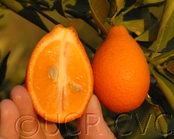 Indio mandarinquat sliced open