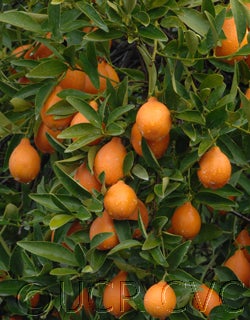 Indio mandarinquat