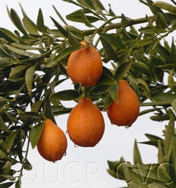 Indio mandarinquat fruit