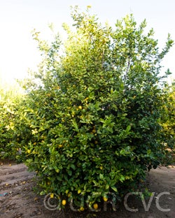Interdonato lemon tree