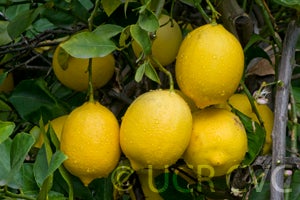 Interdonato lemon fruit