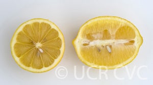 Interdonato lemon sliced open