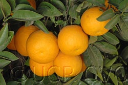 Yama-mikan sour orange CVC03 000