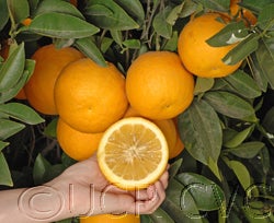 Yama-mikan sour orange CVC04 000