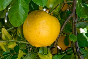 Iran lemon hybrid close up