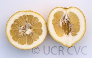 Iran lemon hybrid sliced open