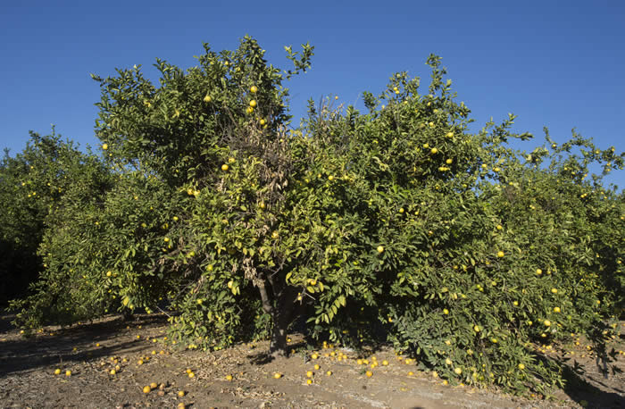 Iraq lemon limetta tree