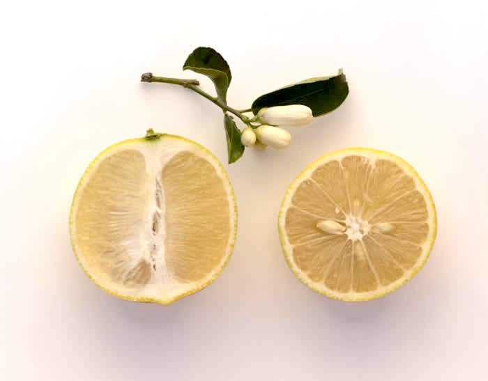 Iraq lemon limetta sliced open with bloom