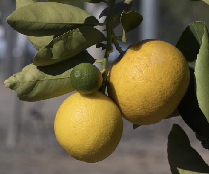 Iraq lemon limetta fruit