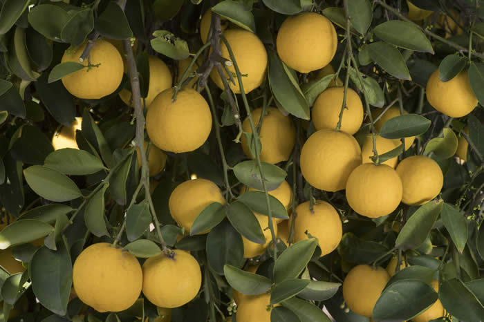 Iraq lemon limetta cluster
