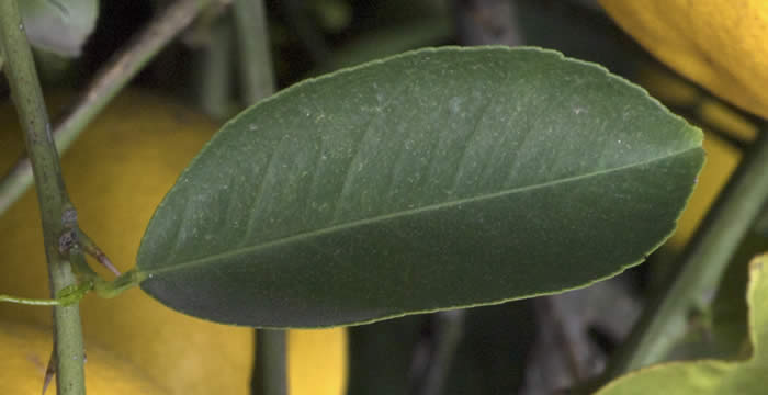 Iraq lemon limetta leaf