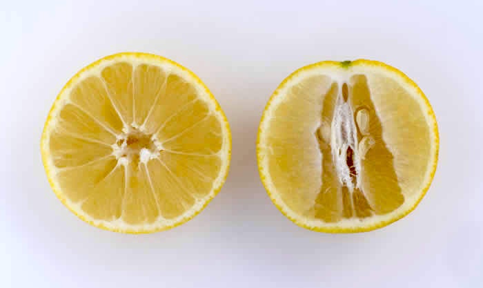 Iraq lemon limetta crc3492016 Iraq lemon limetta fruit sliced open