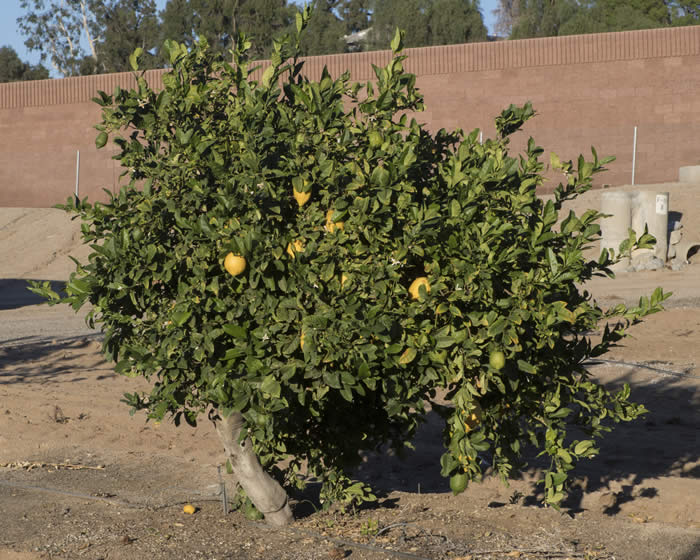 Italian citron tree