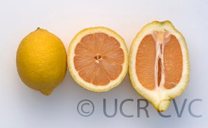 Italian pink fleshed lemon sliced open