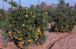 Iveriya Satsuma mandarin orchard