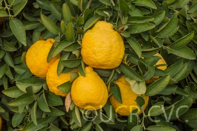 Iyo San Ponkan mandarin fruit
