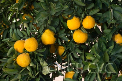 Iyo San Ponkan mandarin on tree