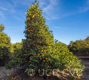 Jaffa sweet orange tree