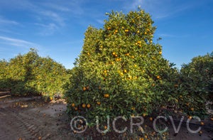 Jaffa sweet orange grove