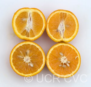 Jaffa sweet orange sliced open