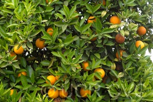 Jaffa sweet orange fruit on tree