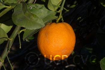 Japansche citroen Rangpur lime fruit