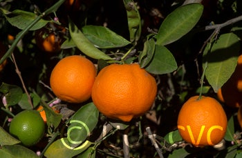 Japansche citroen Rangpur lime fruit on tree