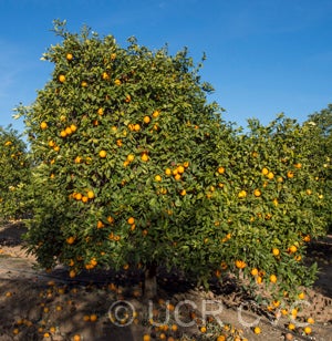 Jincheng sweet orange tree