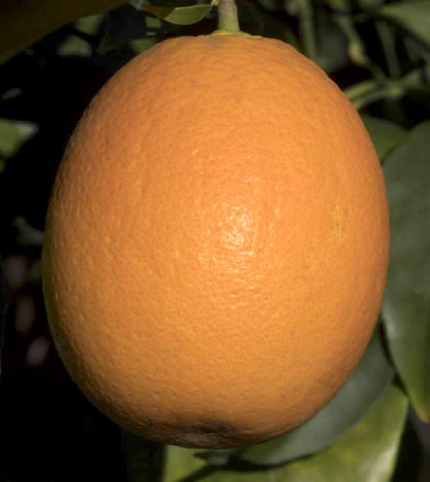 Jincheng sweet orange close up
