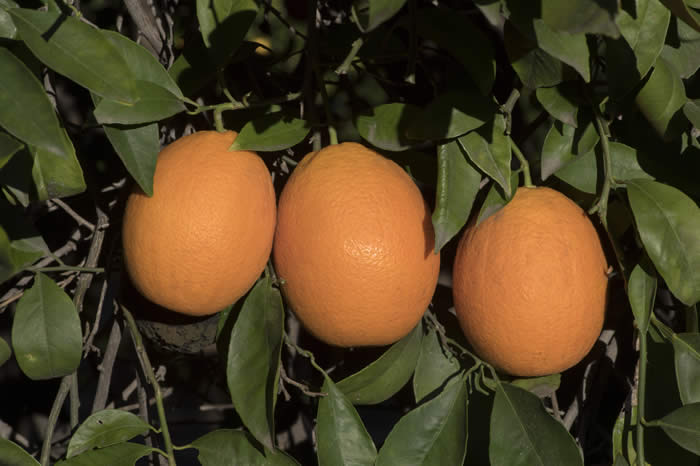 Jincheng sweet orange fruit