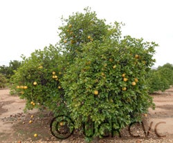 Jochimsen grapefruit tree