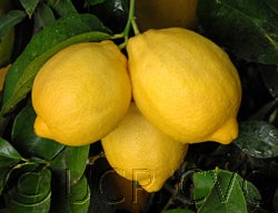 Limoneira 8A Lisbon lemon CRC 3501 06 3 lemons on tree