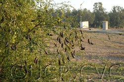 Microcitrus australasica CVC148001