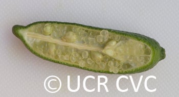 Microcitrus australasica CRC3661007