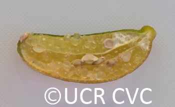 Microcitrus australasica CRC3670009
