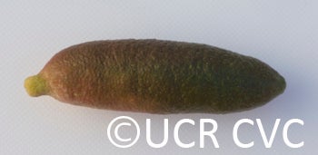 Microcitrus australasica CRC3670012
