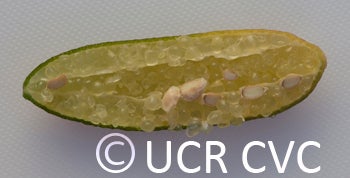 Microcitrus australasica CRC3670013