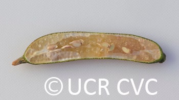 Microcitrus australasica CRC3671014