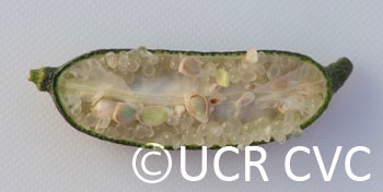 Microcitrus australasica CRC3672012