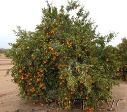 Nules clementine CVC 003