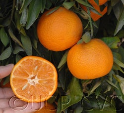 Nules clementine CVC 007