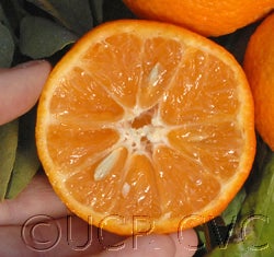 Nules clementine CVC 008