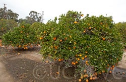Robertson Naval Orange (CRC3792) groves