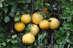 Tetraploid grapefruit cvc002