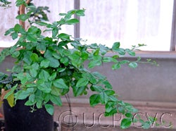 Triphasia trifolia 3507_3_000