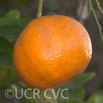Willowleaf mandarin crc3843005