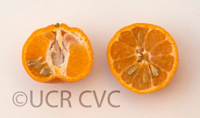 Willowleaf mandarin crc3843007