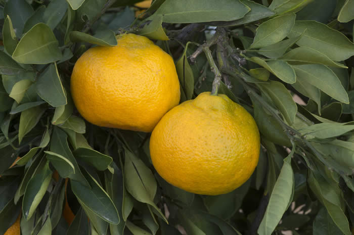 Xie Shan Satsuma mandarin CRC4081 004