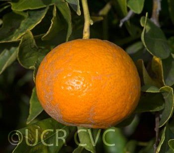 Yellow-Rind mandarin CRC 3895004