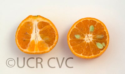 Yellow-Rind mandarin CRC 3895006